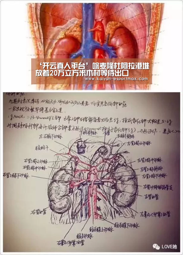‘开云真人平台’喀麦隆杜阿拉港堆放着20万立方米木材等待出口(图1) 开云APP下载